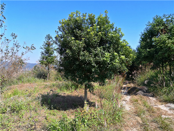 高桿綠化楊梅樹(shù)米徑10公分